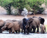 elephants