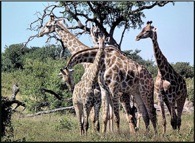 giraffe