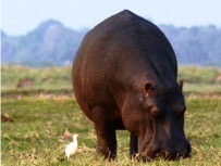 hippo