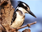 kingfisher
